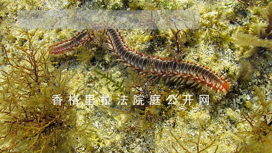 香格里拉法院庭公开网 香格里拉法院庭公开网
