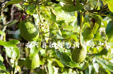 香河县法律咨询要多少钱 香河县法律咨询要多少钱