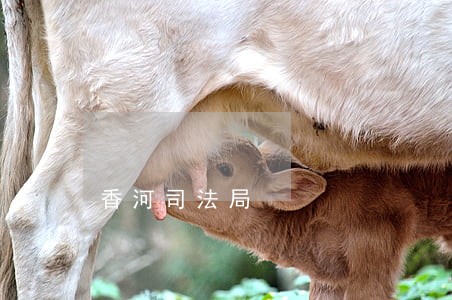香河司法局