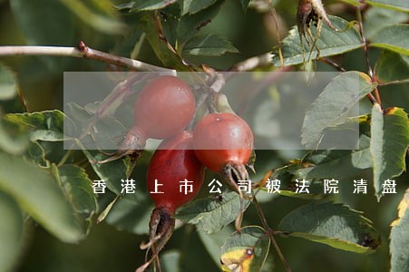 香港上市公司被法院清盘