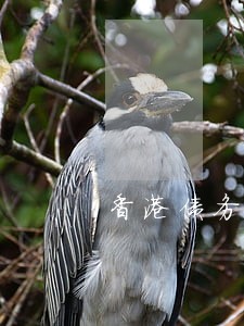香港债务纠纷律师 香港债务纠纷律师