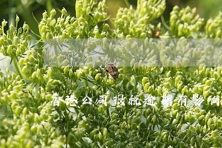 香港公司报税逾期有影响吗 香港公司报税逾期有影响吗
