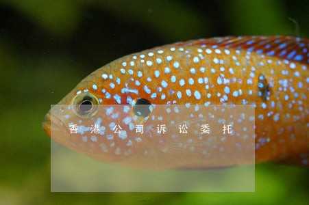 香港公司诉讼委托 香港公司诉讼委托