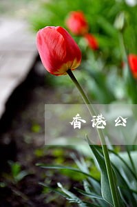 香港公司逾期罚款