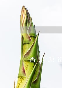 香港原讼法院什么意思 香港原讼法院什么意思