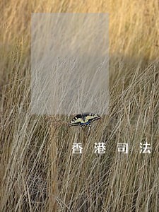 香港司法干预立法 香港司法干预立法