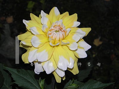 香港婚姻律师咨询 香港婚姻律师咨询