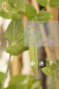香港学生签证逾期逗留 香港学生签证逾期逗留