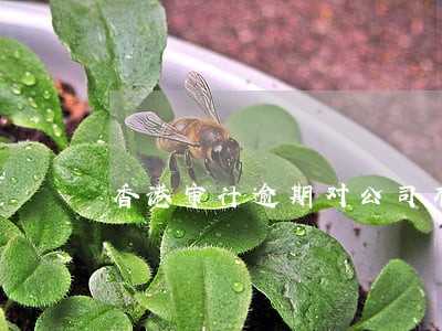 香港审计逾期对公司有什么影响