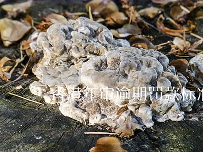 香港年审逾期罚款标准