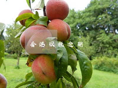 香港报税逾期
