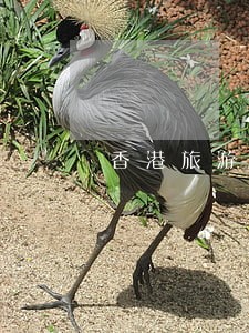 香港旅游逾期三个月滞留 香港旅游逾期三个月滞留