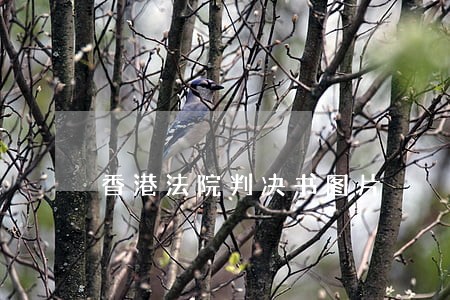 香港法院判决书图片