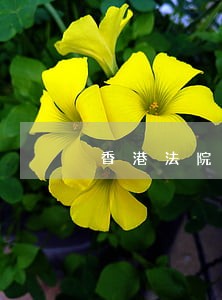 香港法院受谁制约 香港法院受谁制约
