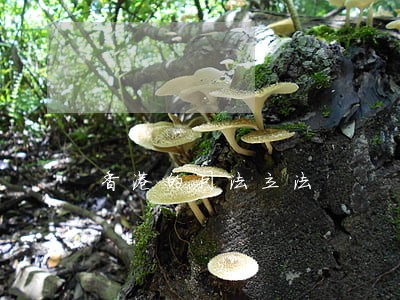 香港的司法立法 香港的司法立法