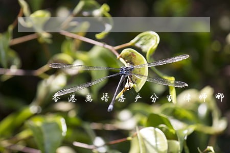 香港离婚房产分割律师哪家好 香港离婚房产分割律师哪家好