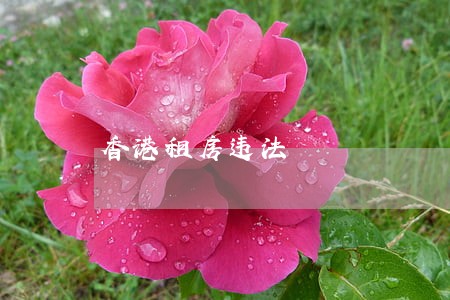 香港租房违法 香港租房违法