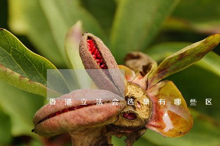 香港立法会选举有哪些区