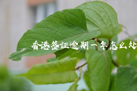 香港签证逾期一年怎么处理 香港签证逾期一年怎么处理