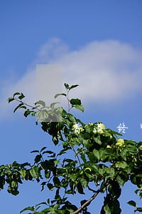香港终审法院自由女神