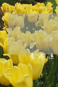 香港违法占中自首新浪视频