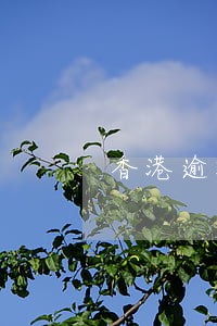 香港逾期一年自首怎么处罚 香港逾期一年自首怎么处罚