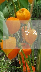 香港逾期待留过可以申请探亲吗 香港逾期待留过可以申请探亲吗