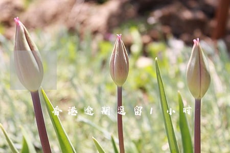 香港逾期逗留1小时 香港逾期逗留1小时