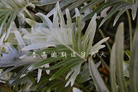 香港逾期逗留两天 香港逾期逗留两天
