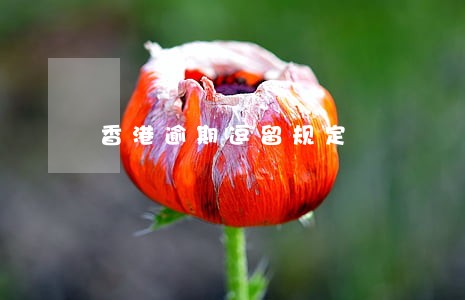 香港逾期逗留规定 香港逾期逗留规定