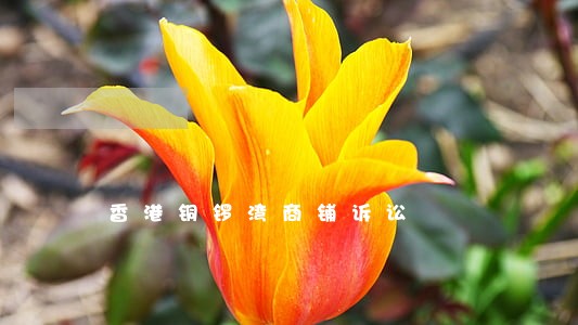 香港铜锣湾商铺诉讼 香港铜锣湾商铺诉讼