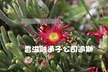 香溢融通子公司逾期 香溢融通子公司逾期