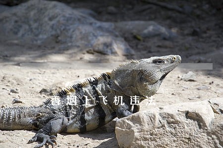 香烟上飞机违法 香烟上飞机违法