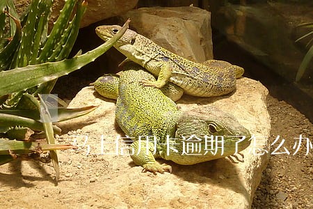 马上信用卡逾期了怎么办 马上信用卡逾期了怎么办