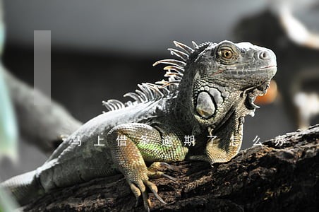 马上借条逾期了怎么办 马上借条逾期了怎么办