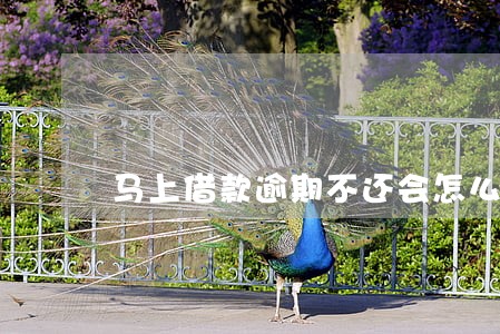 马上借款逾期不还会怎么样 马上借款逾期不还会怎么样