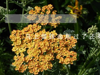 马上借钱逾期过了还有机会再下吗 马上借钱逾期过了还有机会再下吗