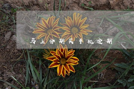 马上分期买手机逾期 马上分期买手机逾期