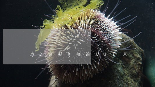 马上分期手机逾期20天 马上分期手机逾期20天