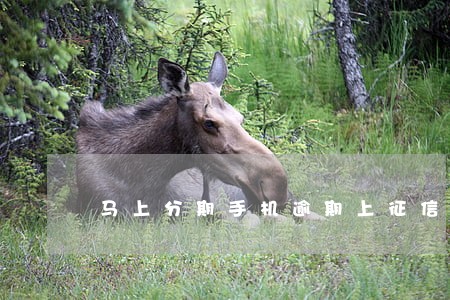马上分期手机逾期上征信吗 马上分期手机逾期上征信吗