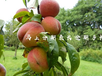 马上分期最长逾期多长时间 马上分期最长逾期多长时间