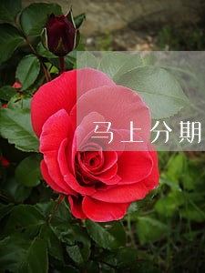 马上分期现金贷逾期了怎么办 马上分期现金贷逾期了怎么办