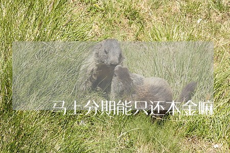 马上分期能只还本金嘛 马上分期能只还本金嘛