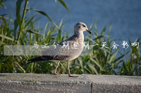 马上分期逾期一天会影响征信吗 马上分期逾期一天会影响征信吗