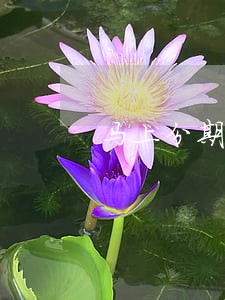 马上分期逾期一天没事吧 马上分期逾期一天没事吧