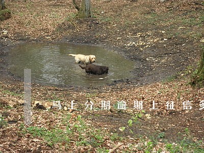 马上分期逾期上征信多久不显示 马上分期逾期上征信多久不显示