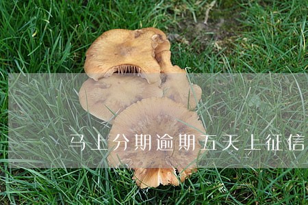 马上分期逾期五天上征信 马上分期逾期五天上征信