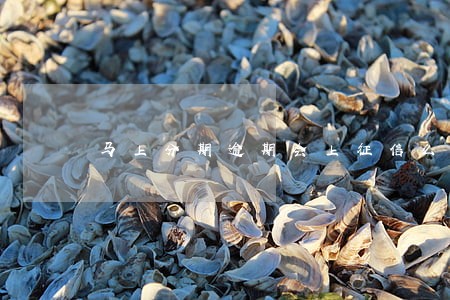 马上分期逾期会上征信么