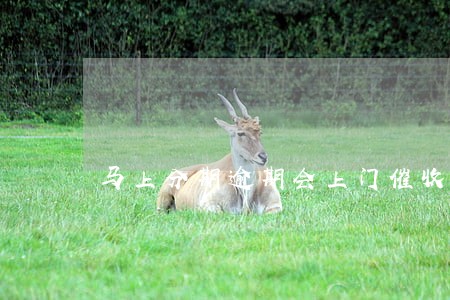 马上分期逾期会上门催收吗 马上分期逾期会上门催收吗