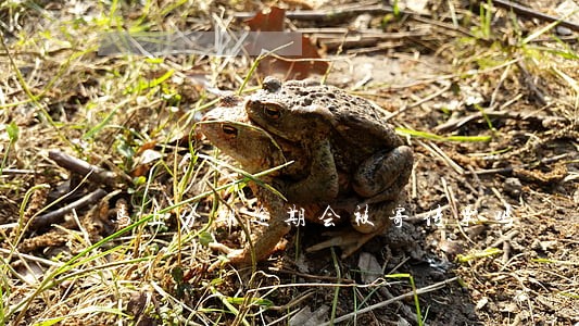 马上分期逾期会被寄传票吗 马上分期逾期会被寄传票吗
